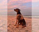 Small Photo #1 Doberman Pinscher Puppy For Sale in NEWTON, NC, USA