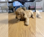 Small Photo #24 Golden Retriever Puppy For Sale in BRANDON, FL, USA