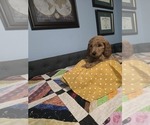 Sunshine - Female Goldendoodle (Miniature) Puppy for Sale - Photo #5