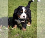 Small #8 Bernese Mountain Dog