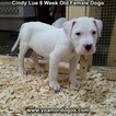 Small Photo #1 Dogo Argentino Puppy For Sale in PINEVILLE, MO, USA