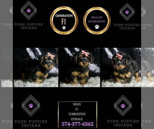 Medium Photo #8 YorkiePoo Puppy For Sale in WARSAW, IN, USA