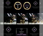 Small #7 YorkiePoo