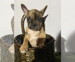 Small #2 Faux Frenchbo Bulldog