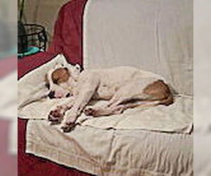 Wiley - Male American Bulldog-American Staffordshire Terrier Mix Dog for Adoption - Photo #9