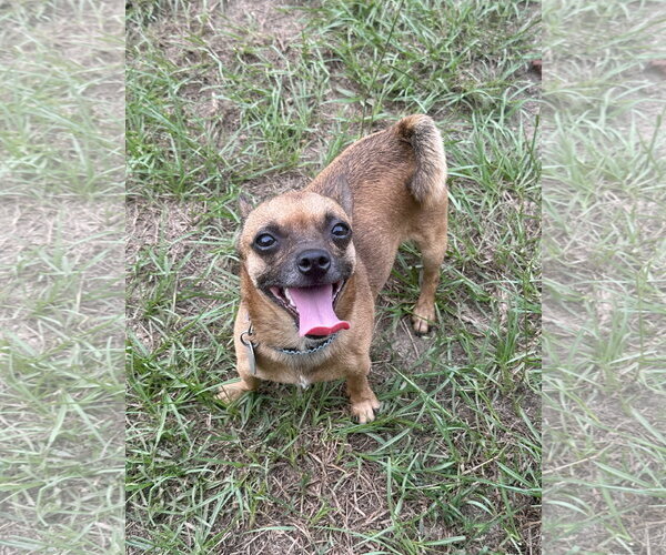 Medium Photo #1 Chihuahua-Unknown Mix Puppy For Sale in Eastman, GA, USA