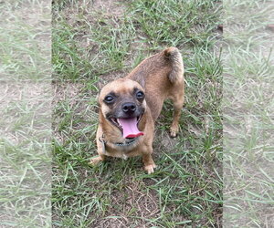Chihuahua-Unknown Mix Dogs for adoption in Eastman, GA, USA