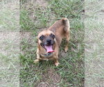 Small Chihuahua Mix