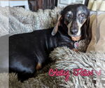 Small #6 Dachshund