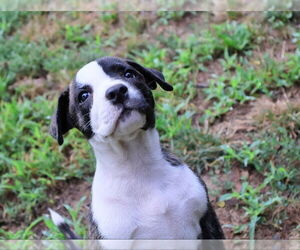 Plott Hound-Unknown Mix Dogs for adoption in Wyoming, MI, USA