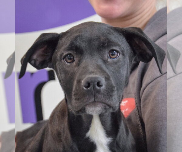 Medium Photo #2 American Staffordshire Terrier-Unknown Mix Puppy For Sale in Huntley, IL, USA