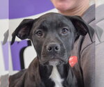 Small #1 American Staffordshire Terrier Mix