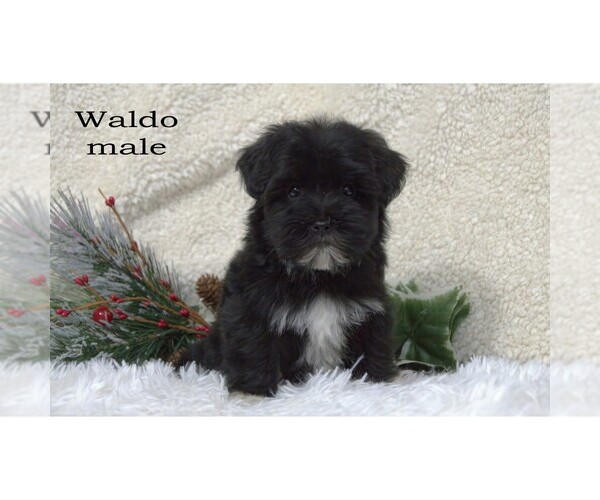 Medium Photo #6 Havanese Puppy For Sale in CLARE, MI, USA