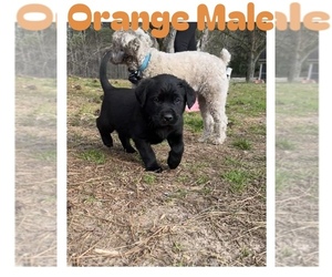 Labrador Retriever Puppy for sale in NEWNAN, GA, USA