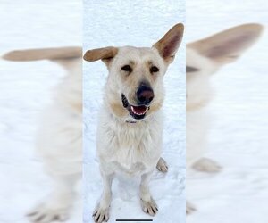 Canaan Dog-Unknown Mix Dogs for adoption in Vaughan, Ontario, Canada