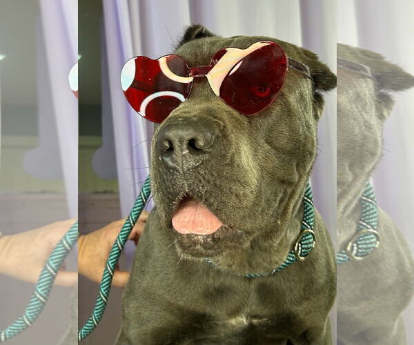 Medium Photo #2 Mutt Puppy For Sale in Goodyear, AZ, USA