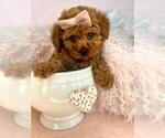 Puppy Puppy 2 Poodle (Toy)