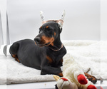 Small #5 Doberman Pinscher