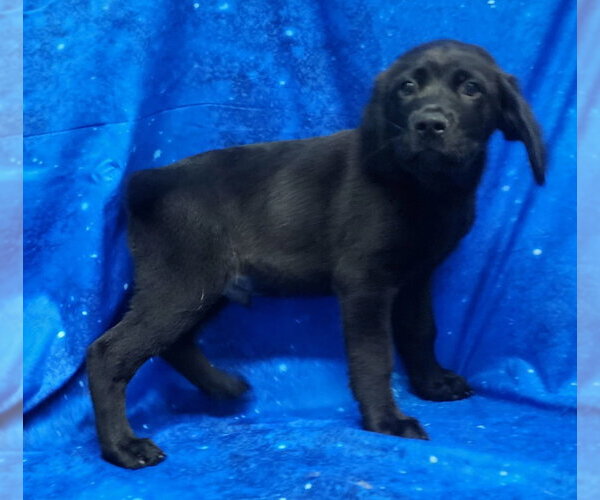 Medium Photo #3 Labrador Retriever-Unknown Mix Puppy For Sale in Wetumpka, AL, USA
