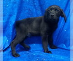 Small #2 Labrador Retriever Mix