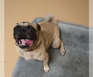 Pug Dogs for adoption in Chula Vista, CA, USA