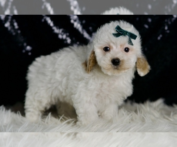 Medium Photo #4 Maltipoo (Miniature) Puppy For Sale in WARSAW, IN, USA