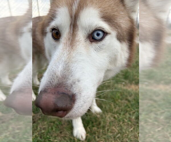 Medium Photo #2 Siberian Husky Puppy For Sale in Pierceton , IN, USA