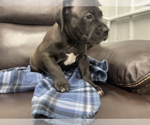 Medium Photo #21 American Bully Puppy For Sale in REESEVILLE, WI, USA