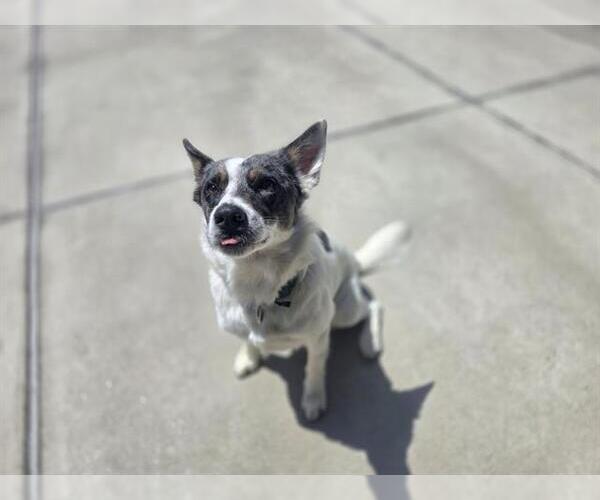 Medium Photo #1 Mutt Puppy For Sale in Denver, CO, USA