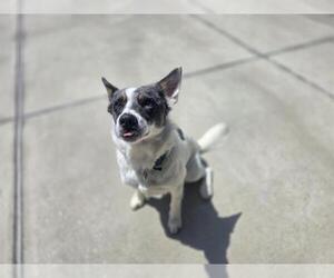 Mutt Dogs for adoption in Denver, CO, USA