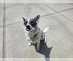 Small Mutt