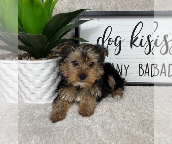 Medium Photo #5 Yorkshire Terrier Puppy For Sale in FRANKLIN, IN, USA