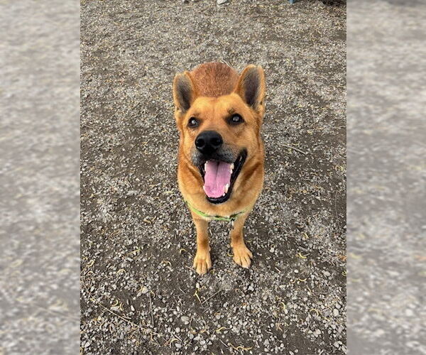 Medium Photo #7 Mutt Puppy For Sale in Elmsford, NY, USA