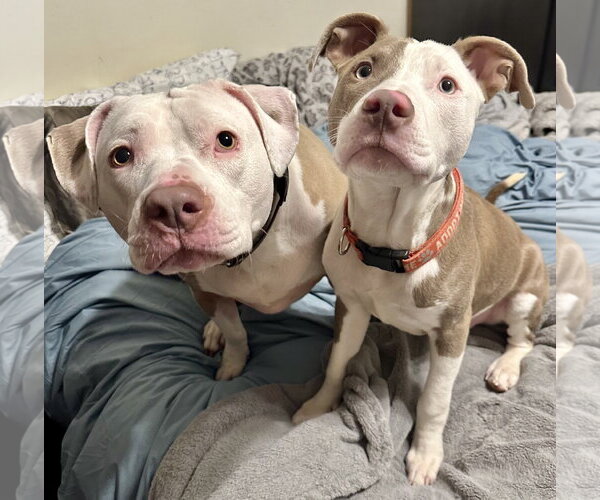 Medium Photo #4 American Pit Bull Terrier-Unknown Mix Puppy For Sale in Germantown, OH, USA