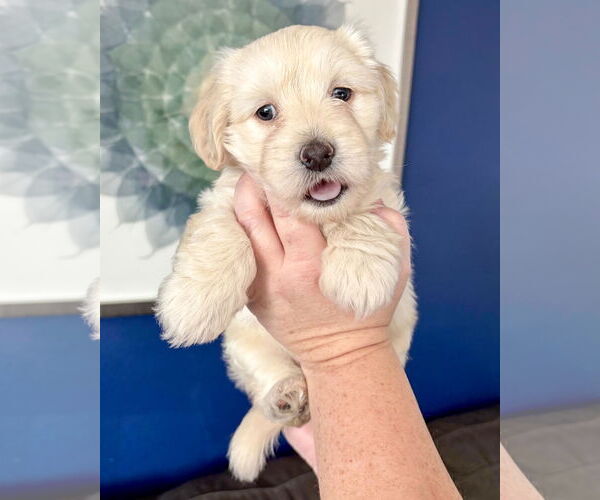 Medium Photo #2 Colonial Cocker Spaniel-Maltese Mix Puppy For Sale in Corona, CA, USA
