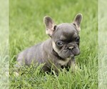 Small #5 French Bulldog