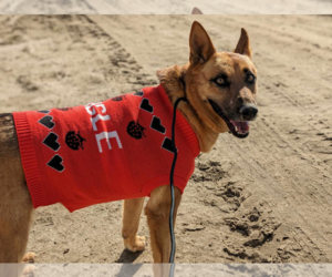 Sassy Pants - Female Mutt Dog for Adoption - Photo #9