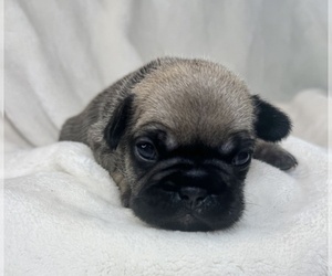 Medium French Bulldog