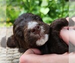Small #7 F2 Aussiedoodle