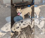 Small #1 Mutt