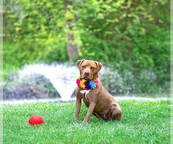 Medium Photo #1 Mutt Puppy For Sale in Unionville, PA, USA