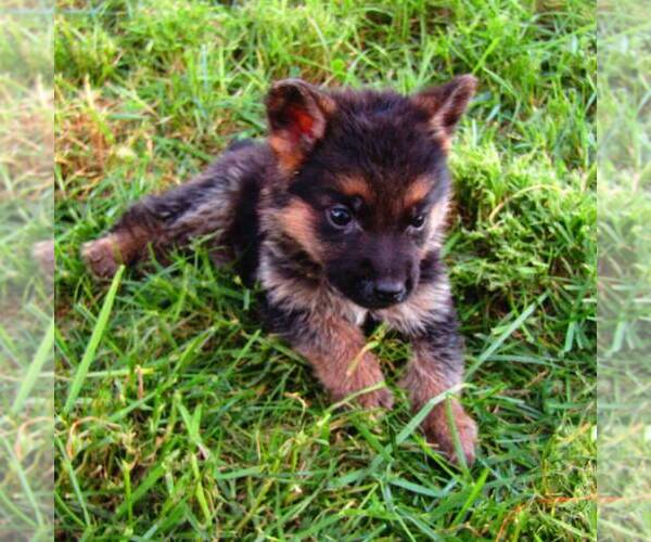 Medium Photo #4 German Shepherd Dog Puppy For Sale in NEW HAVEN, IN, USA