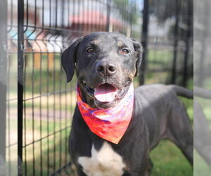 Mutt Dogs for adoption in San Antonio, TX, USA