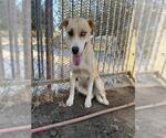 CHEWY - Female Labrador Retriever-Unknown Mix Dog for Adoption - Small photo