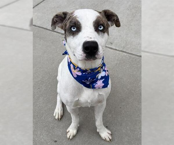 Medium Photo #1 Mutt Puppy For Sale in Tulsa, OK, USA