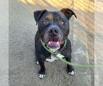 Small #2 American Pit Bull Terrier