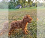 Small Photo #1 Goldendoodle Puppy For Sale in BRIDGEWATER, VA, USA