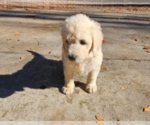 Small Photo #10 Goldendoodle Puppy For Sale in ATHENS, TN, USA
