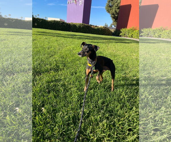 Medium Photo #2 Miniature Pinscher Puppy For Sale in Victorville, CA, USA