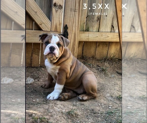 Medium Photo #1 Bulldog Puppy For Sale in NEW YORK, NY, USA